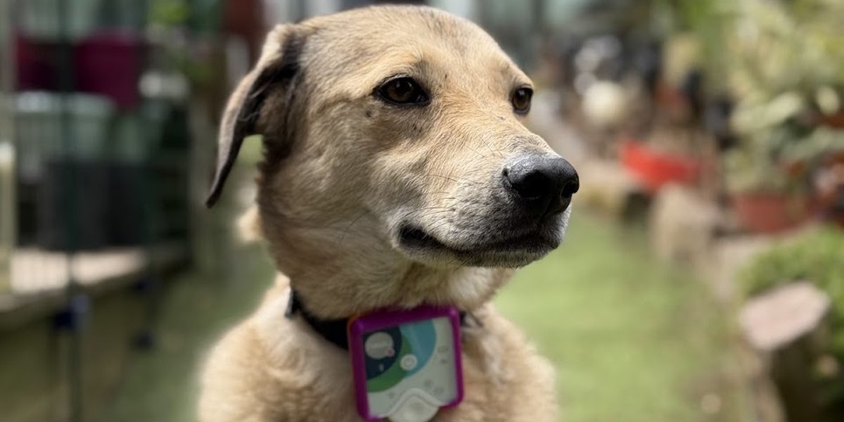 Frequenzen beim Hund: begleiten statt immer nur reagieren