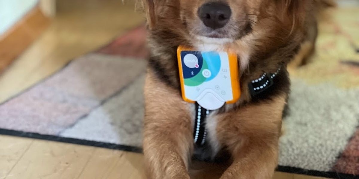 Wann lohnt sich ein Chakren-Kompass für deinen Hund?