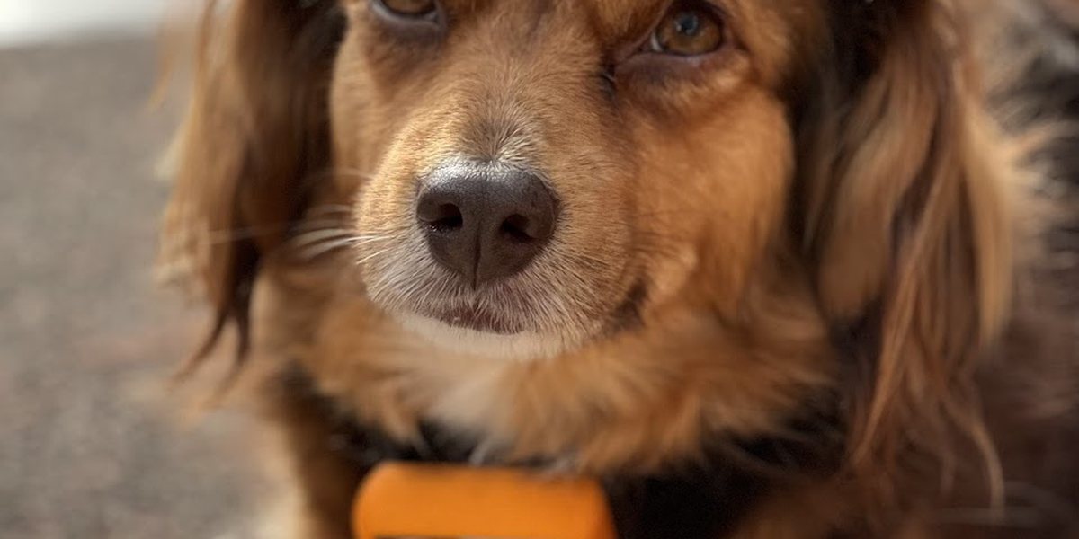 Erstverschlimmerung beim Hund? Es wird schlimmer statt besser, und jetzt