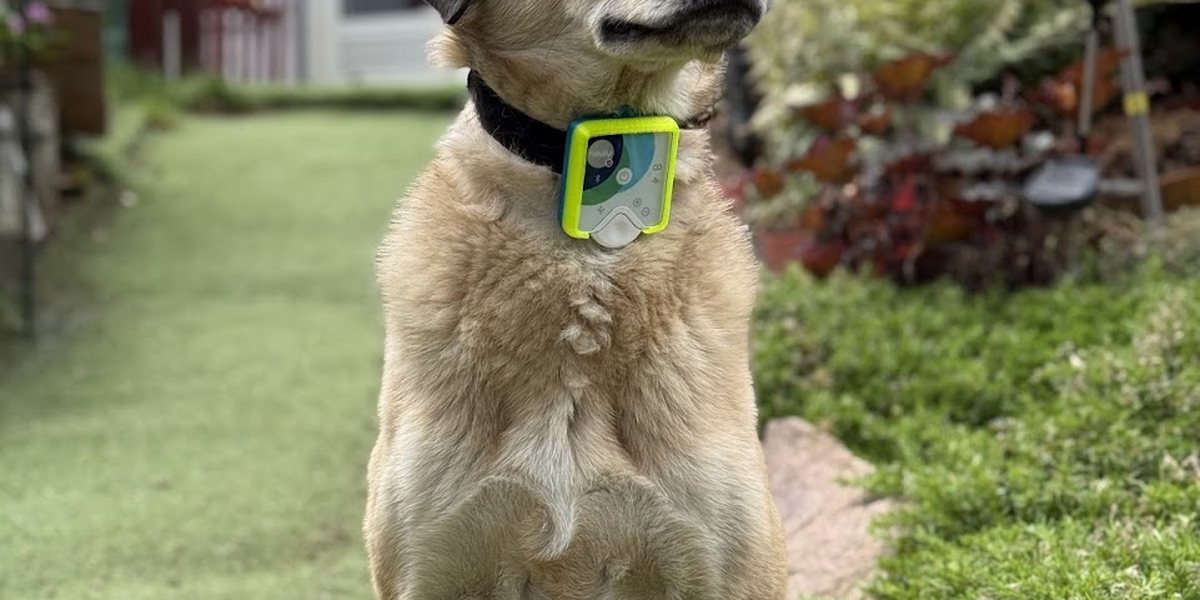 Was können die Chakren eines Hundes sichtbar machen?
