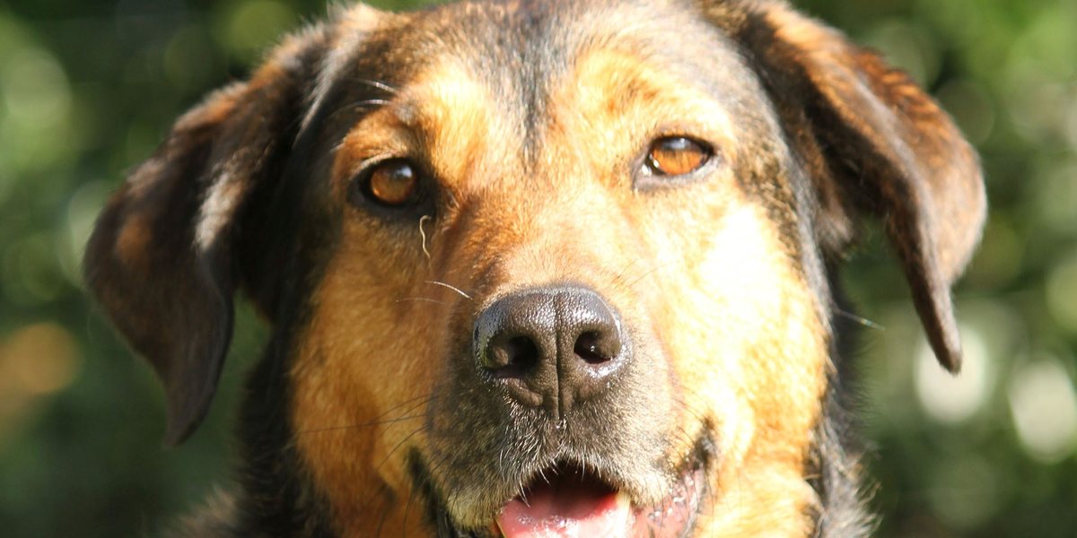 Zwischen Tod, Hunden und dem Leben danach