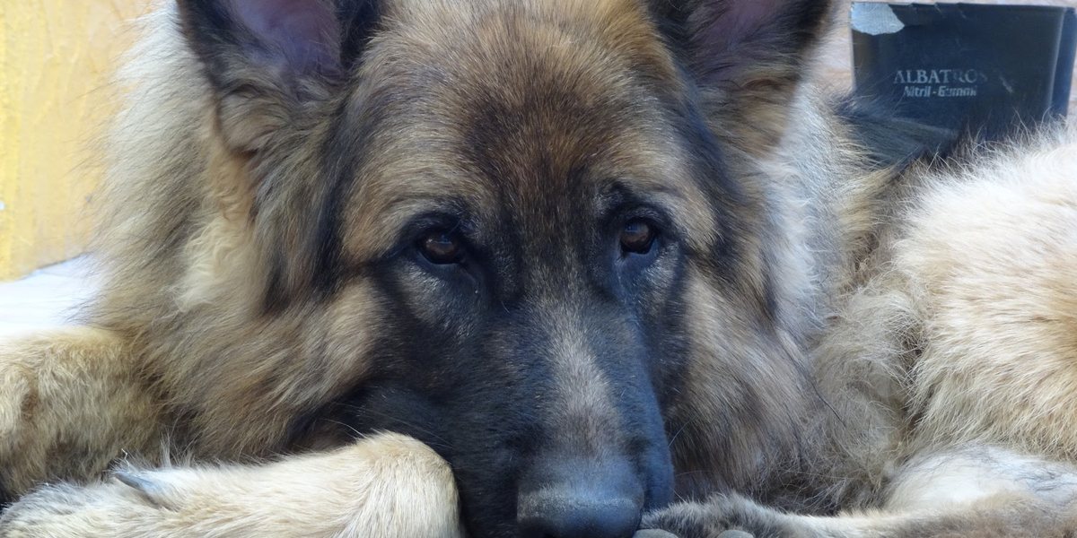 Chronische Beschwerden beim Hund – warum Symptome immer wieder zurückkommen