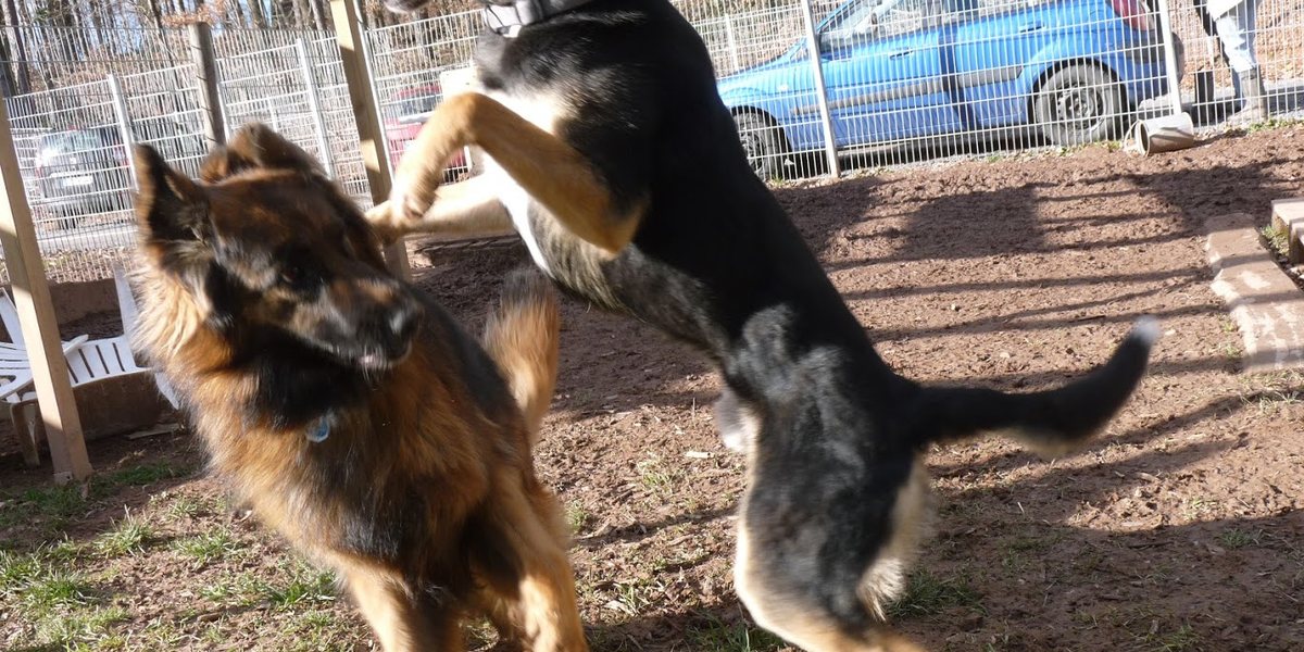Ersttermin Hund: fünf Meinungen und trotzdem kein Plan