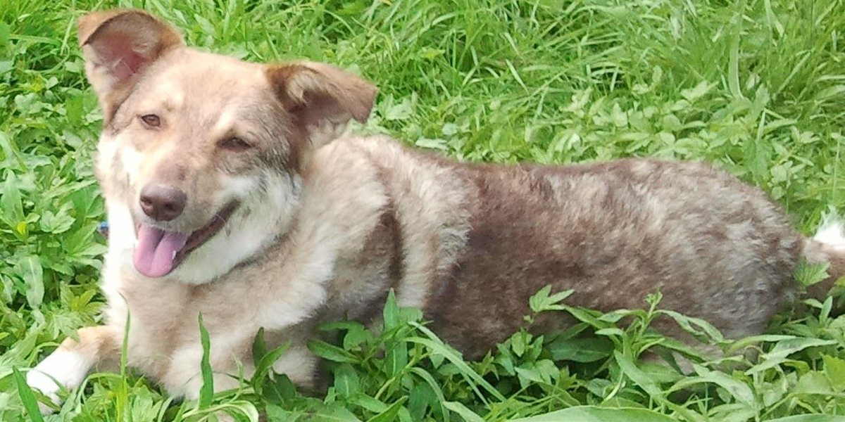 Durchfall beim Hund: Warum die nächste Kur nichts löst