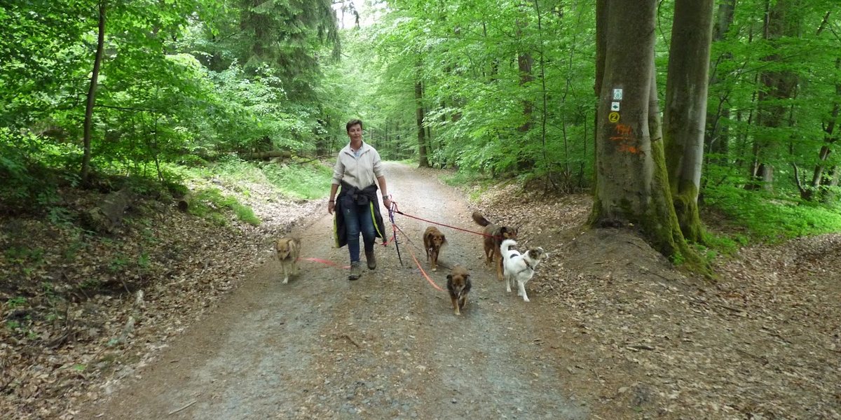 Dein Hund nimmt plötzlich keine Leckerlis mehr? Vielleicht ist das Leckerli gar nicht das Problem.