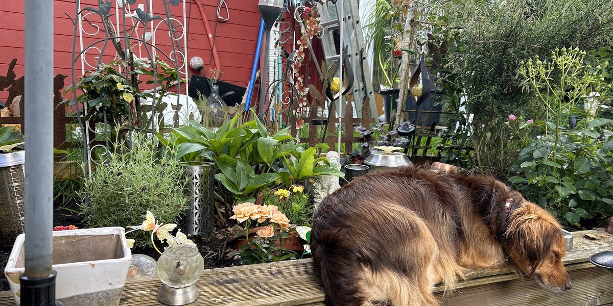 Durchfall beim Hund: Warum die nächste Kur nichts löst