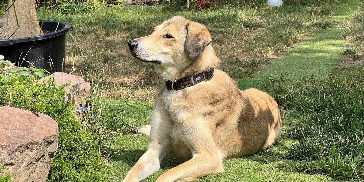 Wenn dein Hund einfach nicht runterfährt: Warum unter Stress kein Körper richtig arbeitet