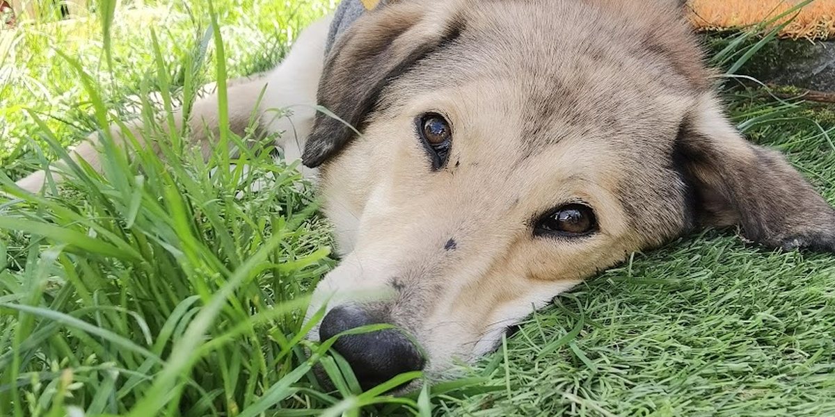 Giardien beim Hund: Warum die dritte Kur oft nichts bringt