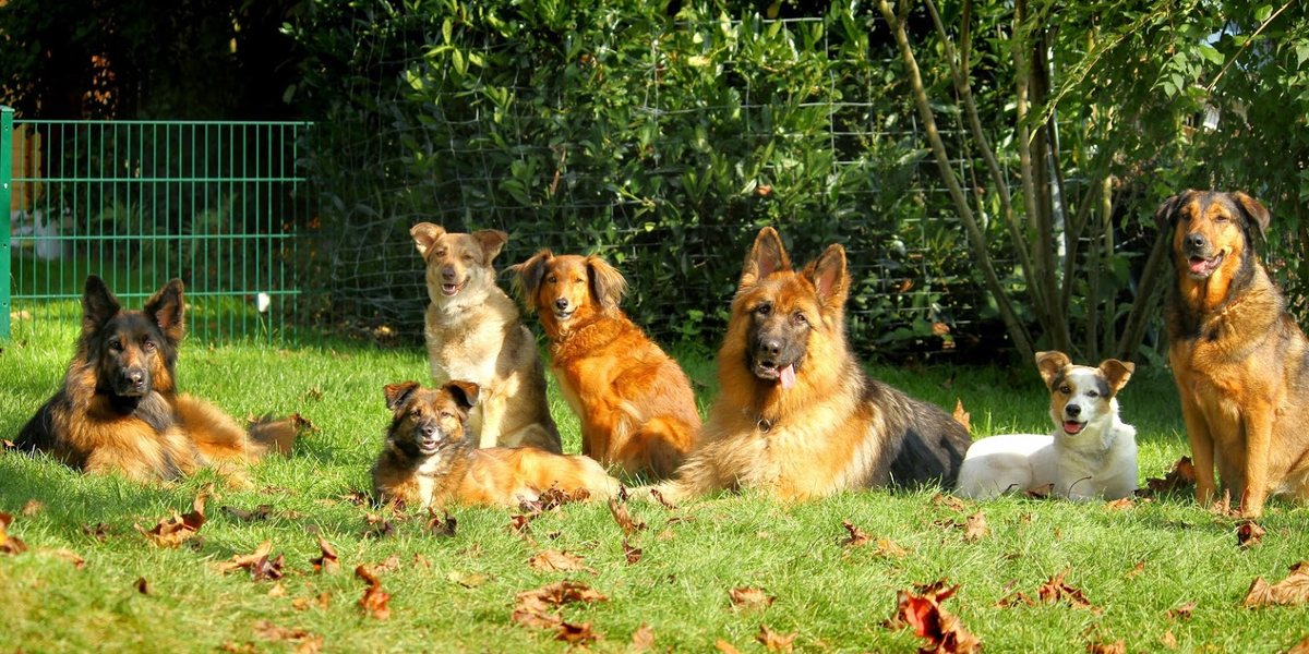 Dein Hund ist bei Angst ganz still? Genau das wird häufig übersehen.