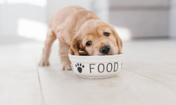 Wie wäre es, wenn das Futter Deinen Hund wirklich nährt…?