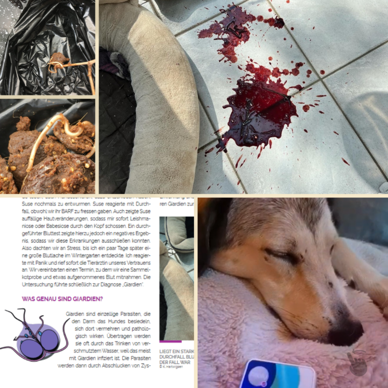 Tu das bloß nicht, wenn dein Hund Durchfall hat!