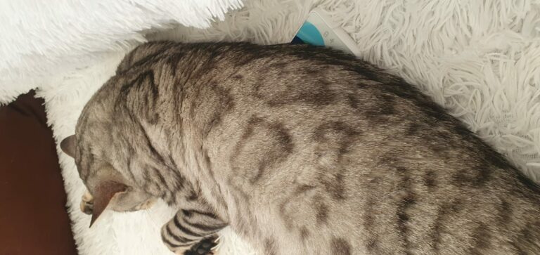 Bringe Deine Tiere mit dem Healy in Balance: Wie Frequenzen helfen, Katzen, Hunde und sogar Vögel zu entspannen