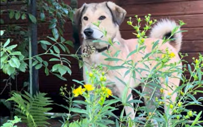 Wenn andere aufgeben, fangen wir an: Analyse, Frequenzen & TeamKRAFT