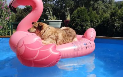 Hund Symptome verstehen: Warum dein Hund immer wieder Symptome zeigt