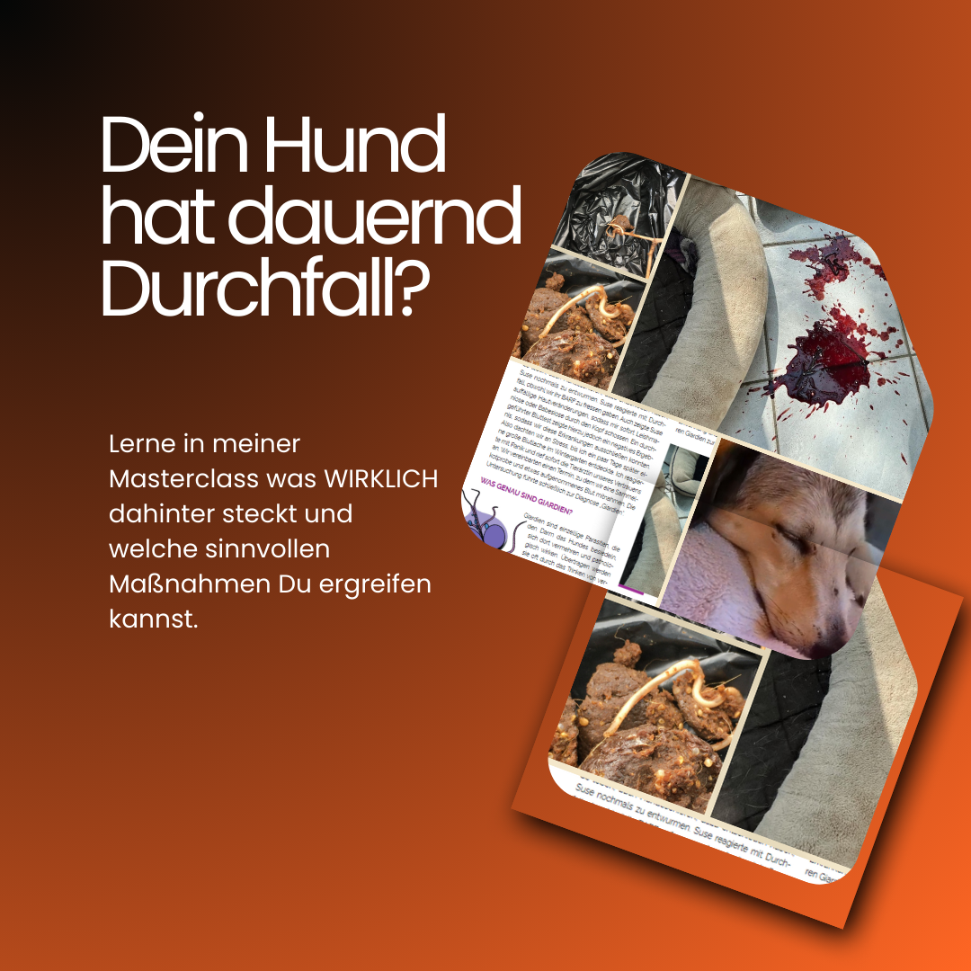 Durchfall beim Hund — was wirklich hilft