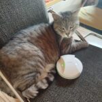 Katze genießt MagHealy-Anwendung – ernsthafter Healy-Start