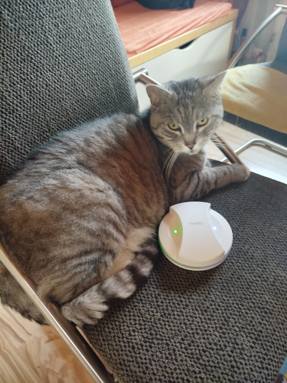 Katze genießt MagHealy-Anwendung – ernsthafter Healy-Start