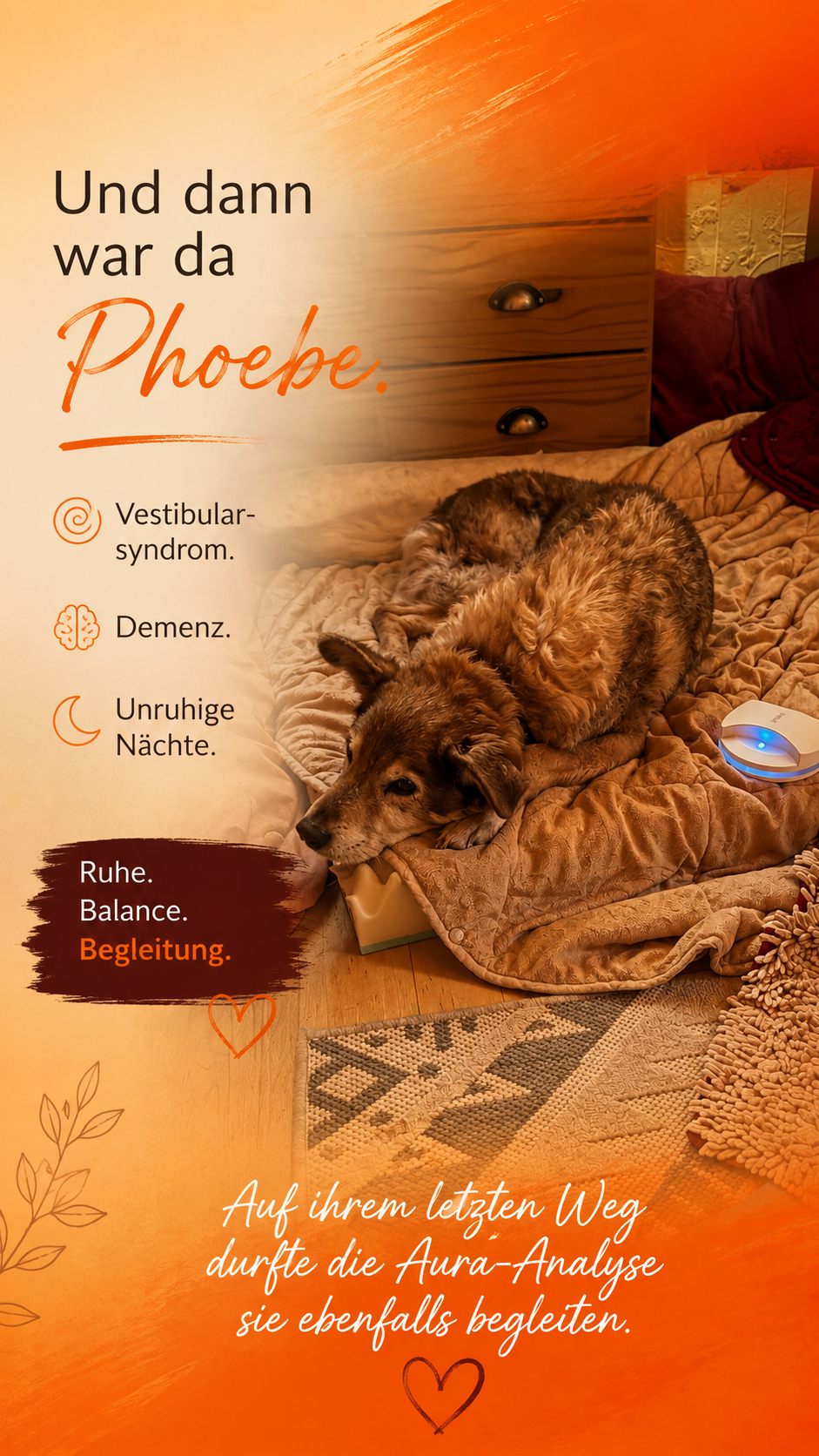 Phoebe genießt Frequenzarbeit